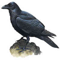 The Raven Brief Live!