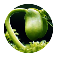 Living Seed Team Ghana Radio