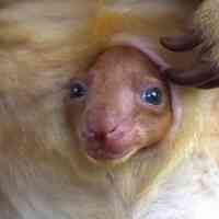 Marsupial Radio